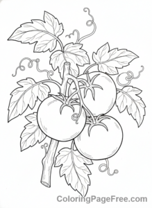 Garden coloring page - Ripe tomato vine
