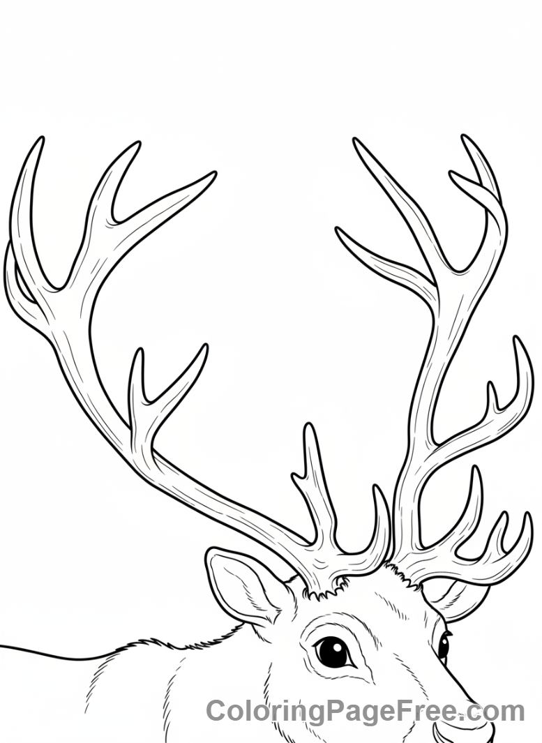 Reindeer coloring page - Reindeer grand antlers